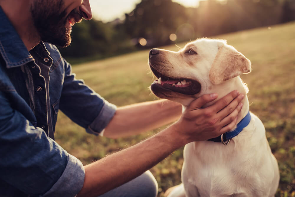 愛犬同伴型高級リゾートホテル「レジーナリゾート」初となるドッグフィットネス併設ホテルが鴨川市に7月2日開業。