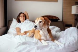 鳥取県の犬同伴型リゾートホテルが人気、ペット可宿泊施設や預かり施設の需要高まる