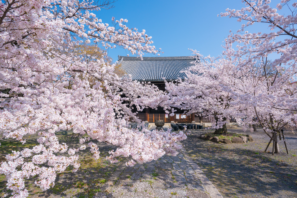 ティ・エ・エス、京都の宿坊「立本寺 四神閣(りゅうほんじ ししんかく)」オープン、ReValue事業の立ち上げへ